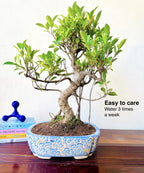 12-Year-Old Ficus Bonsai Tree Auspicious Gift