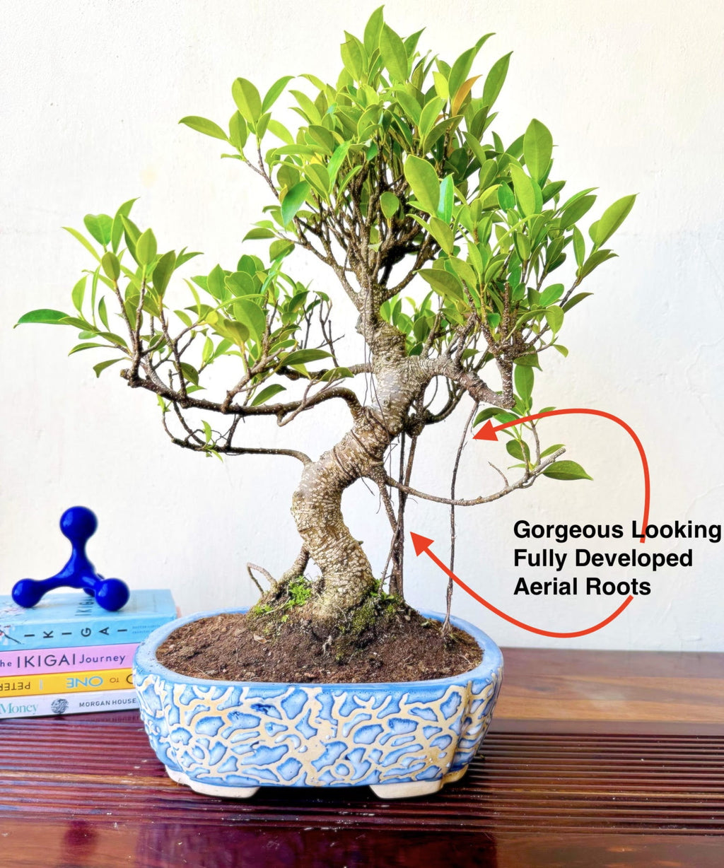 12-Year-Old Ficus Bonsai Tree Auspicious Gift
