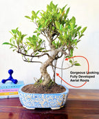 12-Year-Old Ficus Bonsai Tree Auspicious Gift