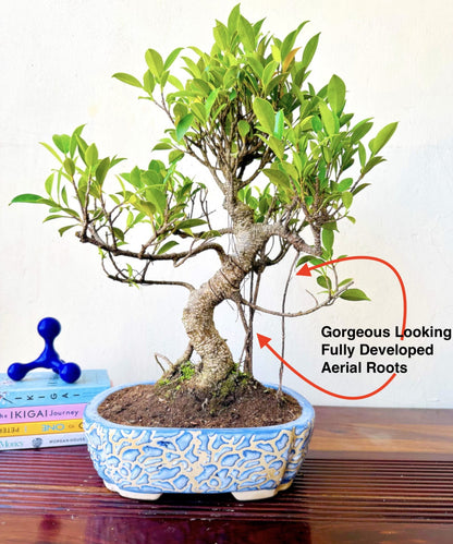 Ficus Bonsai Plant 12 Yrs – Aerial Roots in Blue Bonsai Pot