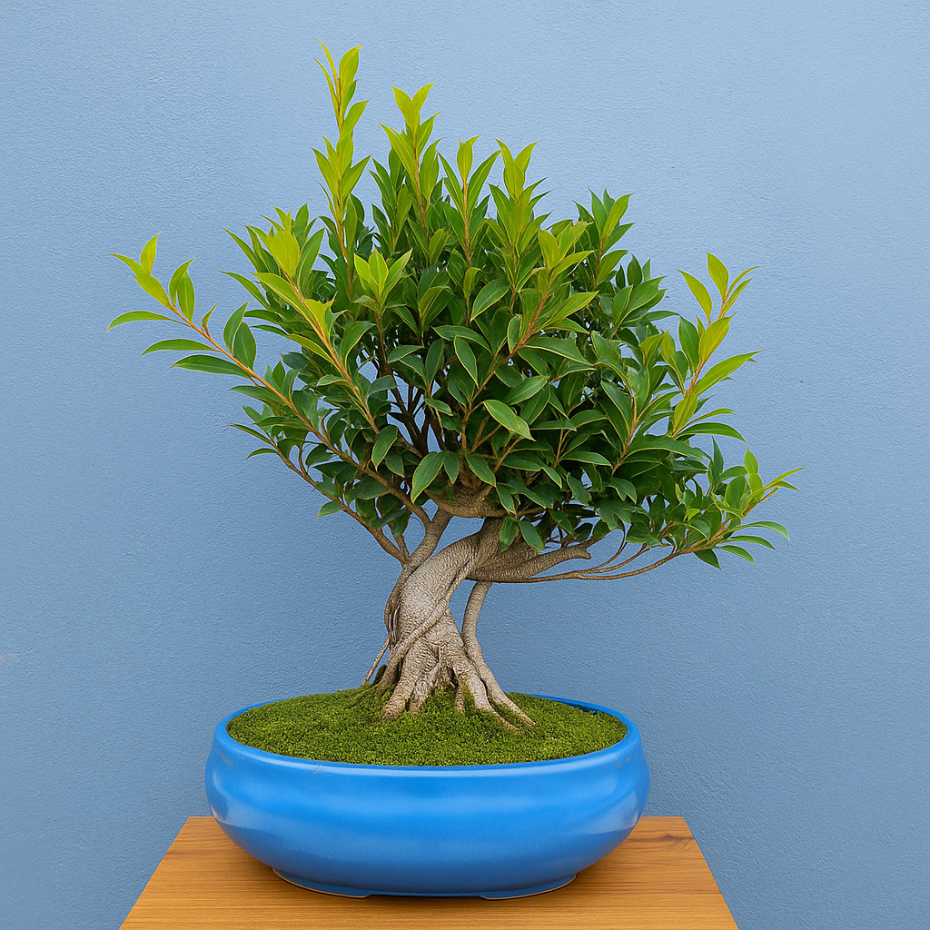 12-Year-Old Aerial Root Ficus Bonsai Tree in Ceramic Pot – Auspicious Gift