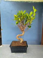 5-Years-Old Banyan Bonsai Tree 30cm Tall
