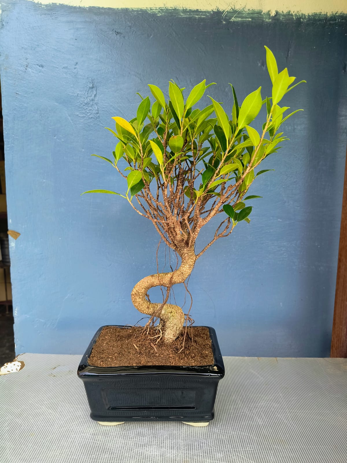 5-Years-Old Banyan Bonsai Tree 30cm Tall