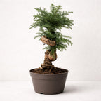Araucaria Cunninghamii Bonsai Tree – 110 cm Tall Hoop Pine Bonsai (Evergreen Conifer)