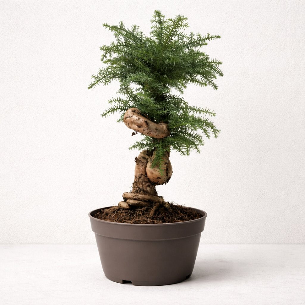 Araucaria Cunninghamii Bonsai Tree – 110 cm Tall Hoop Pine Bonsai (Evergreen Conifer)