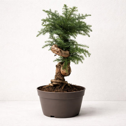 Araucaria (Hoop Pine) Bonsai – 110 cm Tall Conifer