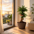 Araucaria Cunninghamii Bonsai Tree – 110 cm Tall Hoop Pine Bonsai (Evergreen Conifer)