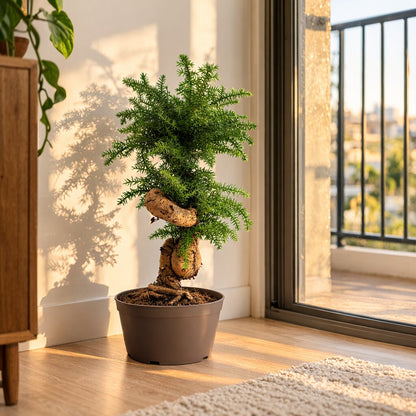 Araucaria (Hoop Pine) Bonsai – 110 cm Tall Conifer