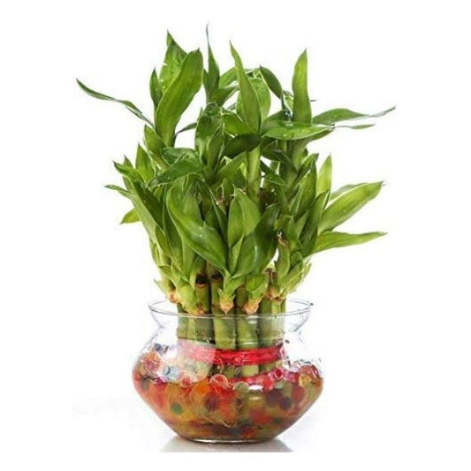 Buy Valentine Gift Lucky Bamboo Two Layer Round Glass Pot - Abana Homes