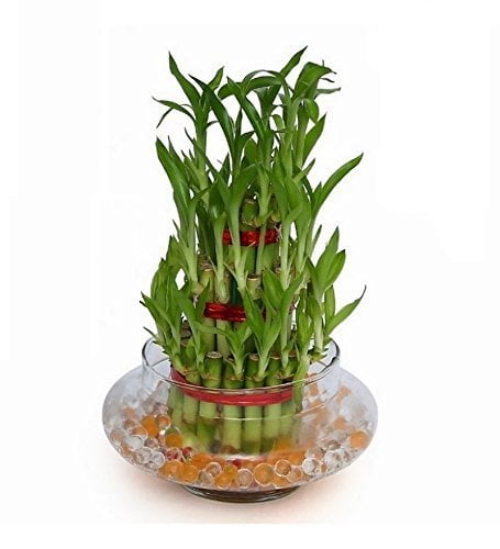 Buy 3 Layer Lucky Bamboo Plant Indoor with Pot - Live Bamboo Plant in Big Glass Bowl - Abana Homes