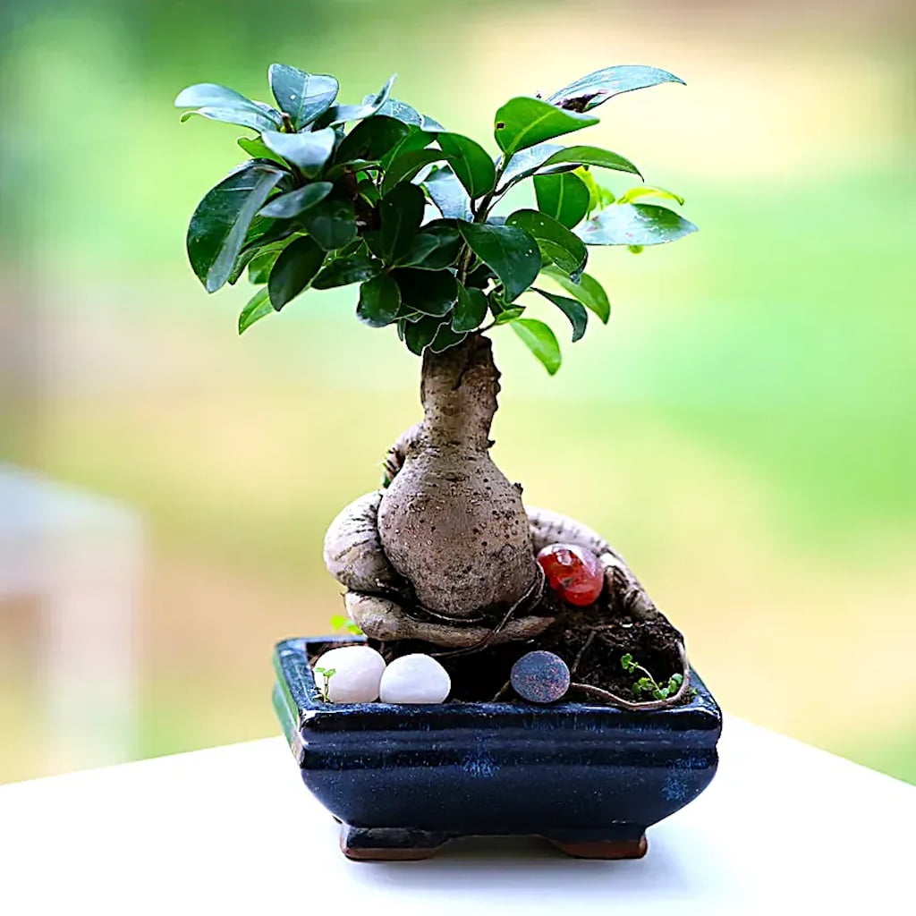 Ficus Indoor Bonsai Plant Blue Sq Pot