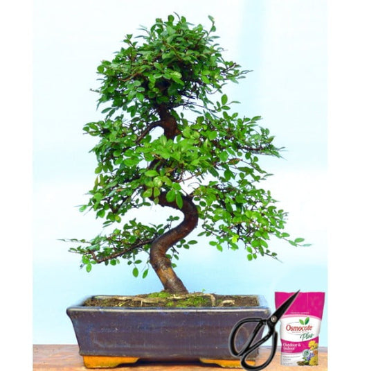 Chinese Elm Indoor Bonsai Tree 12 Yrs 35cm