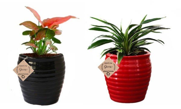 Buy Air Purifying Plant Syngonium Mini Combo - Abana Homes