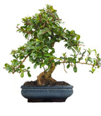 Carmona Flowering Bonsai Plant in Blue Ceramic Bonsai Pot 10 Years 45 cm