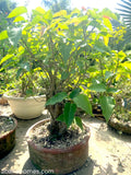 Buy Chinese Pepper Bonsai Tree - Abana Homes