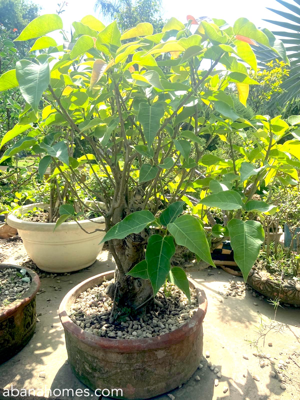 Buy Chinese Pepper Bonsai Tree - Abana Homes