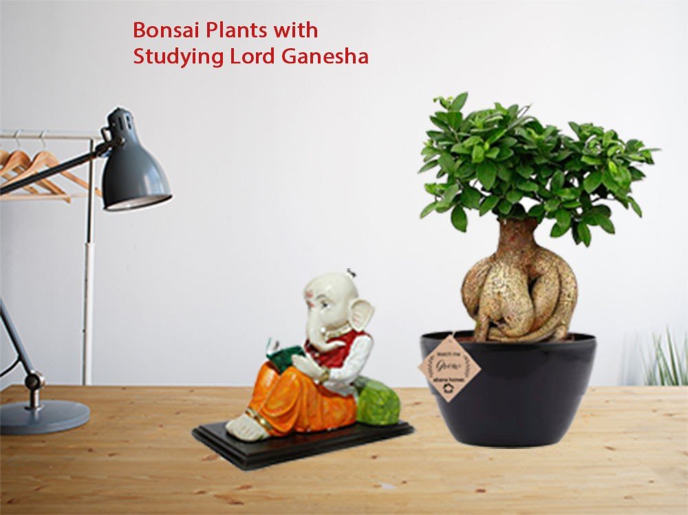 Buy Ficus Bonsai with Studying Ganesh - Abana Homes