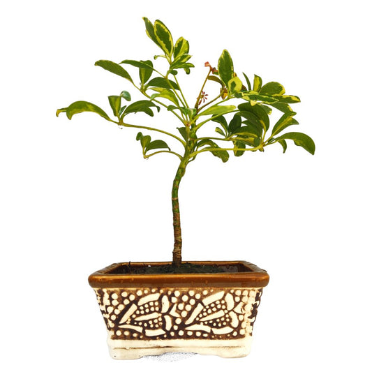 Buy Serissa Mame Bonsai Tree - Flowering Bonsai Plants - Abana Homes