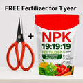 Bonsai Scissors + One Year Fertiliser