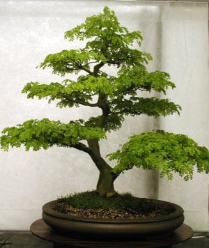 Buy Brazilian Rain Tree Bonsai - Abana Homes