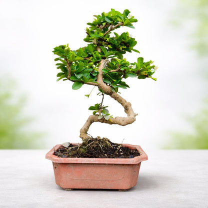 Carmona Flowering Indoor Bonsai Tree – 5 Years, Plastic Pot