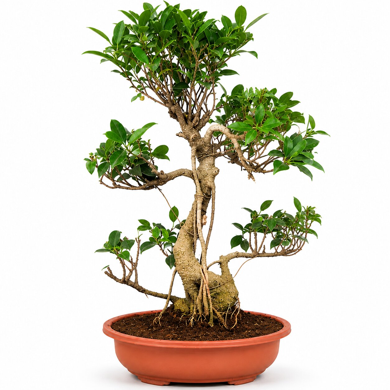 15 years Aerial Root Ficus Bonsai Tree
