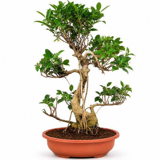 15 years Aerial Root Ficus Bonsai Tree