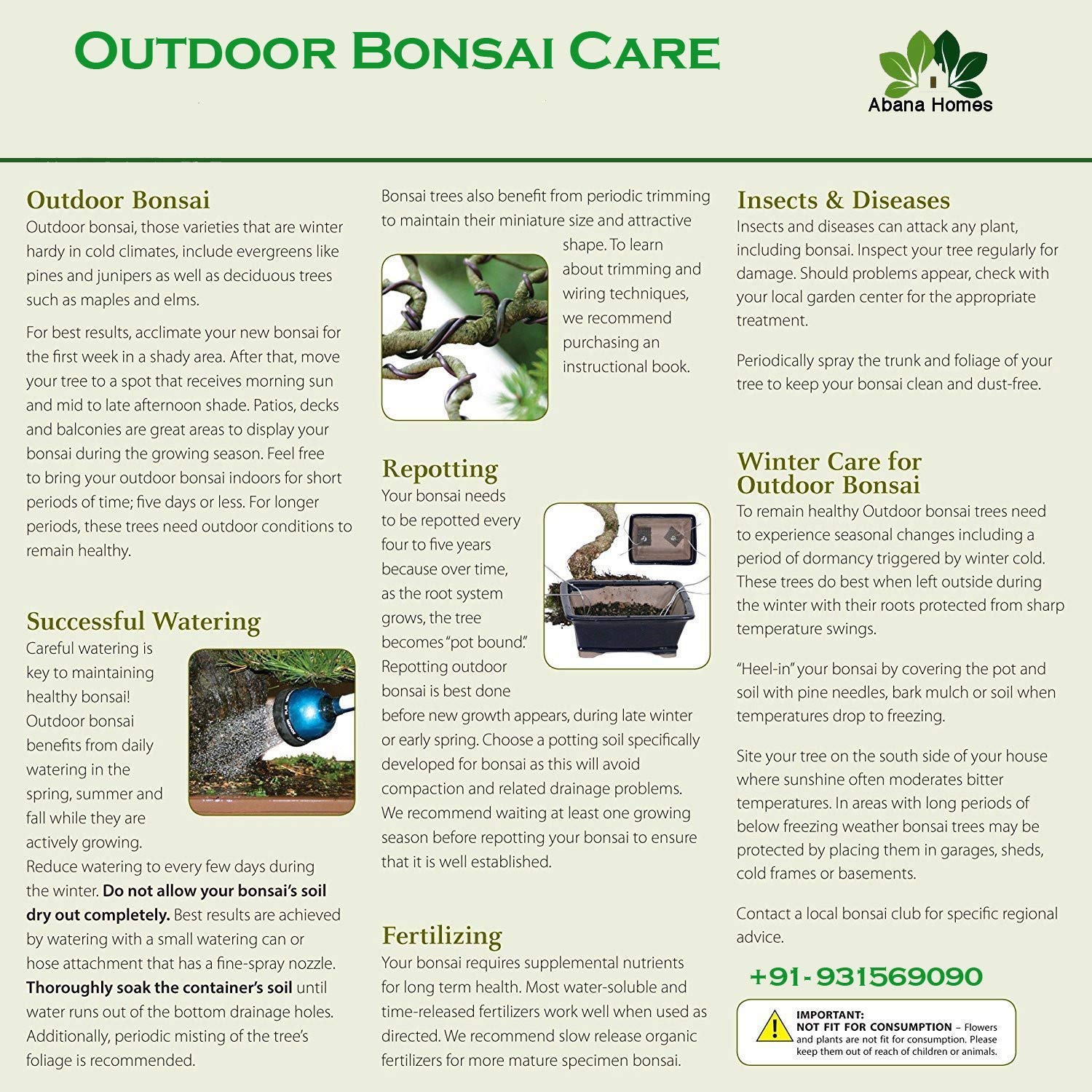 Chinese Elm Bonsai Tree 5 Years 30 cm in Bonsai Pot with Tray