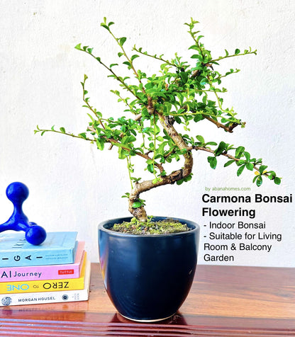 Carmona Flowering Bonsai Plant Black Pot 4 Years 30 cm