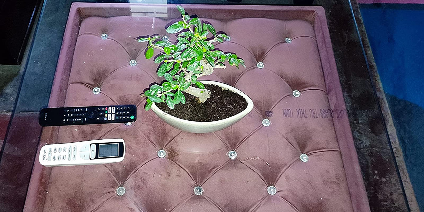 Carmona Flowering Bonsai Plant 7 Years 35 cm