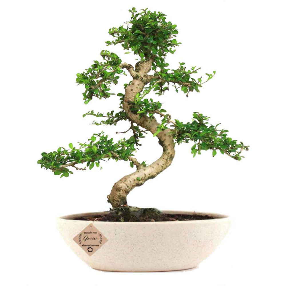 Carmona Flowering Bonsai Plant 7 Years 35 cm