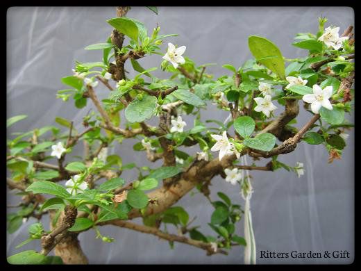 9-Year-Old Carmona Flowering Bonsai Tree