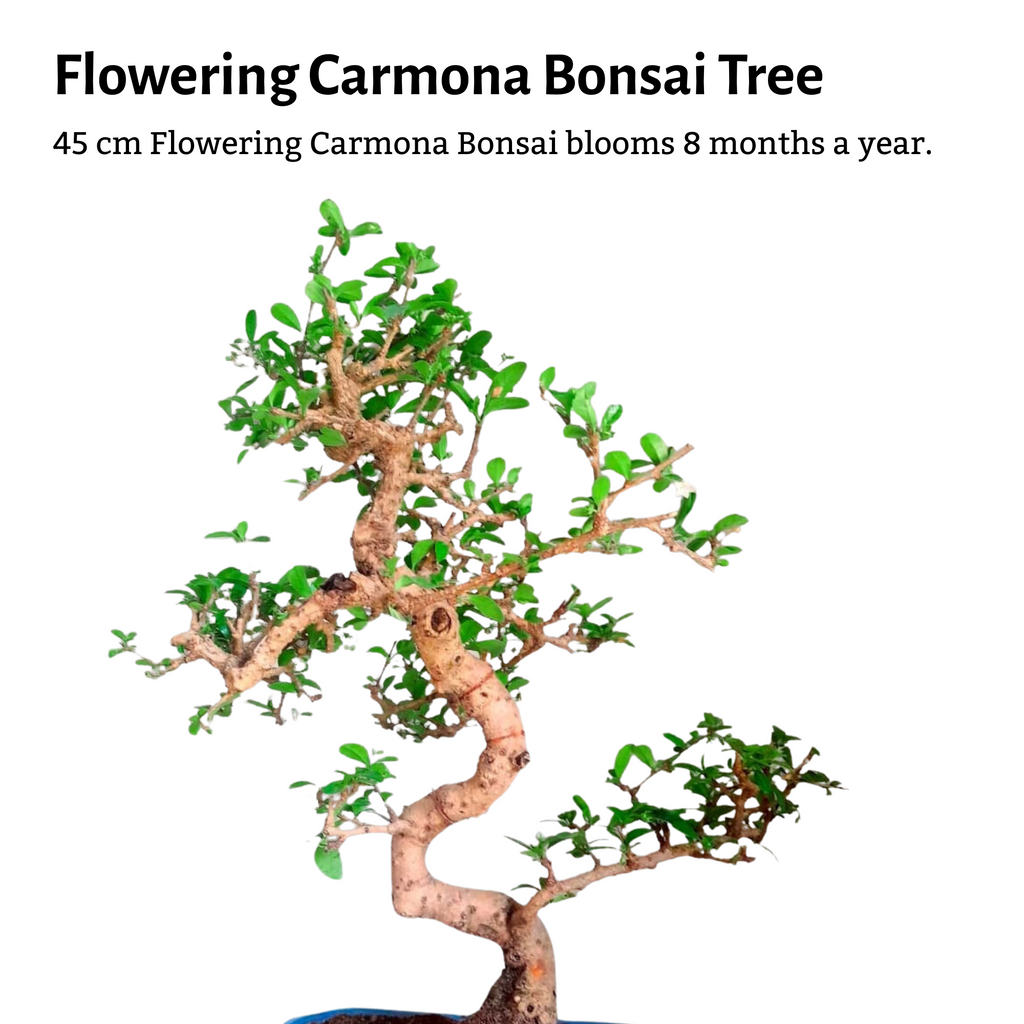 15-Year-Old Flowering Carmona (Fukien Tea) Bonsai Tree