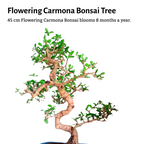 15-Year-Old Flowering Carmona (Fukien Tea) Bonsai Tree