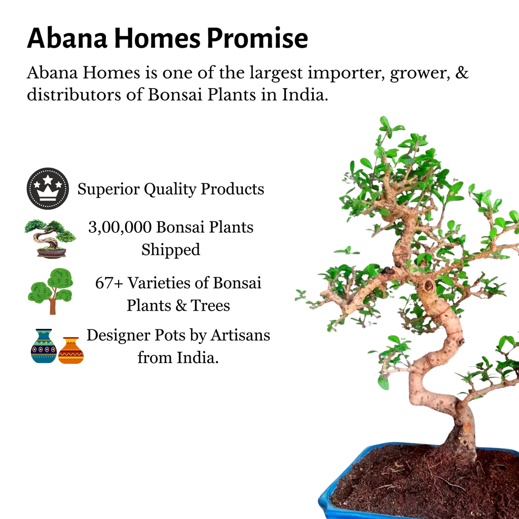 15-Year-Old Flowering Carmona (Fukien Tea) Bonsai Tree