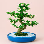 5-Year-Old Flowering Carmona Bonsai Tree