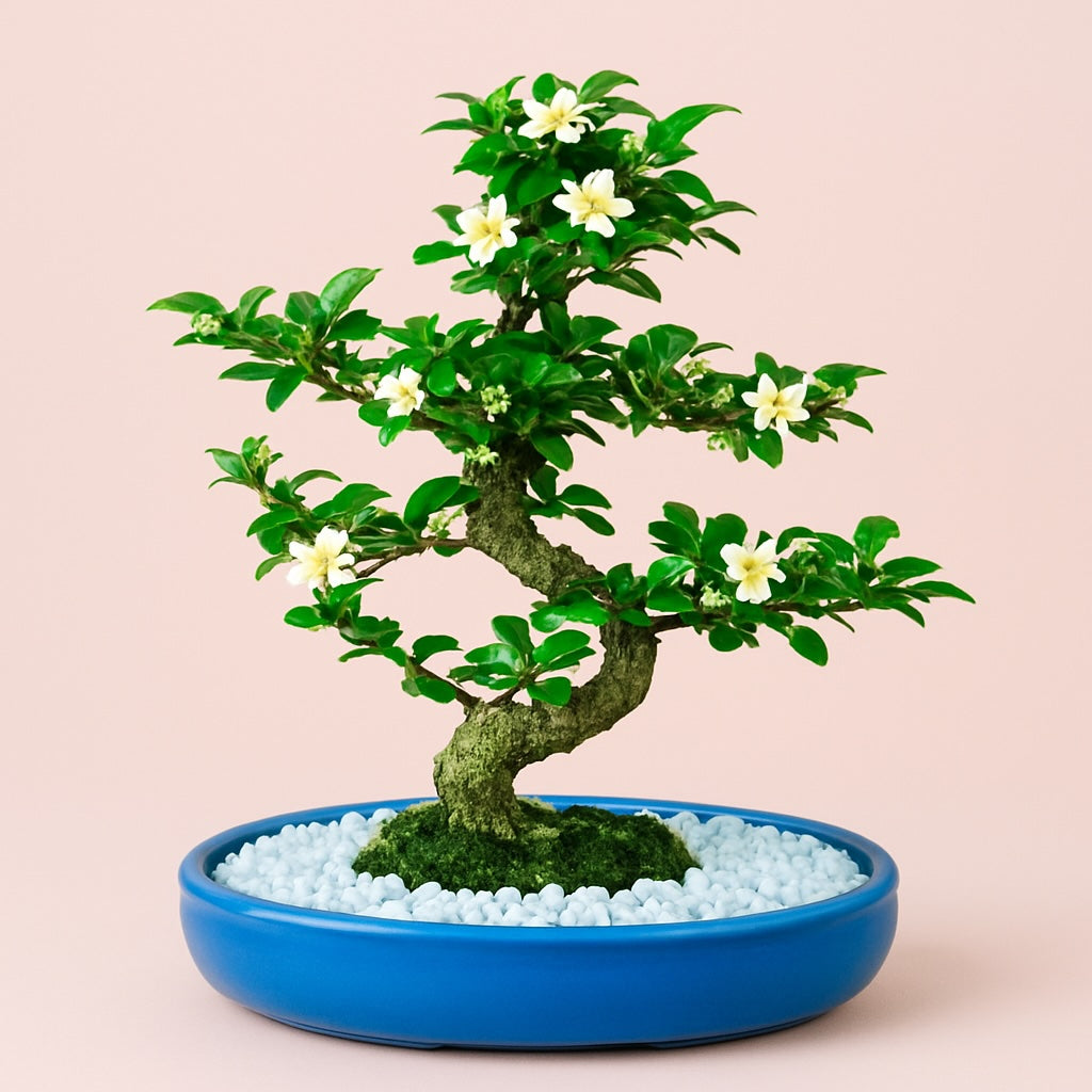 Carmona Flowering Bonsai Plant 4 Years 30 cm in Blue Oval Shaped Ceramic Pot