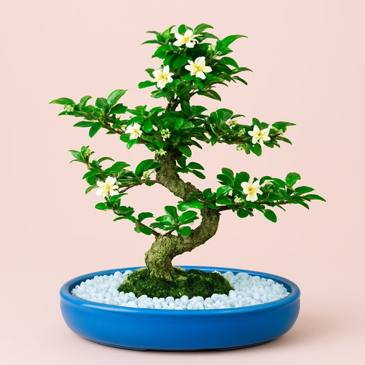 Carmona Flowering Bonsai Plant 4 Years 30 cm in Blue Oval Shaped Ceramic Pot