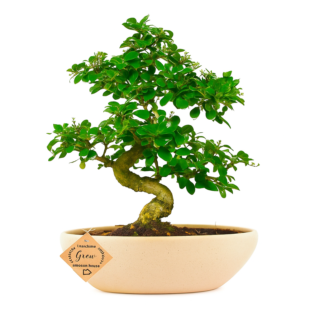 9-Year-Old Carmona Flowering Bonsai Tree