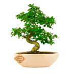 9-Year-Old Carmona Flowering Bonsai Tree