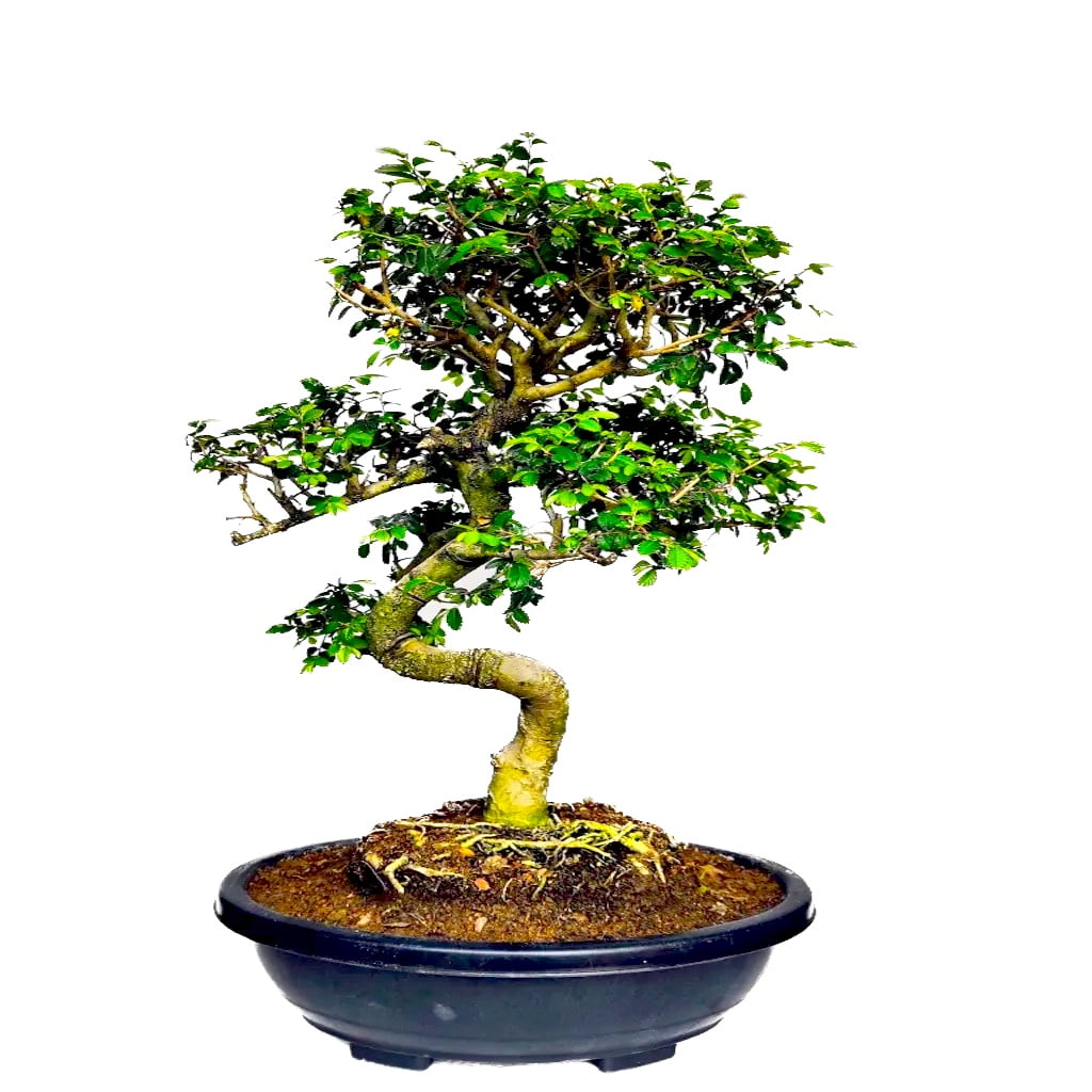 Stylish MultiCurve Chinese Elm Bonsai Tree 15 Years 45 cm PP Pot