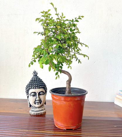 Chinese Elm Tree Bonsai Plant in Plastic Pot 3 Yrs 20 cm