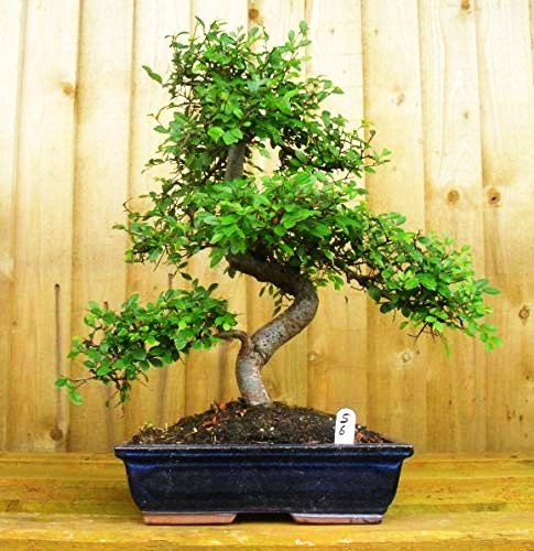 Chinese Elm Bonsai Tree 9 Years 30 cm in Blue Bonsai Pot