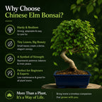 Chinese Elm Outdoor Bonsai Tree 4 Years 30cm