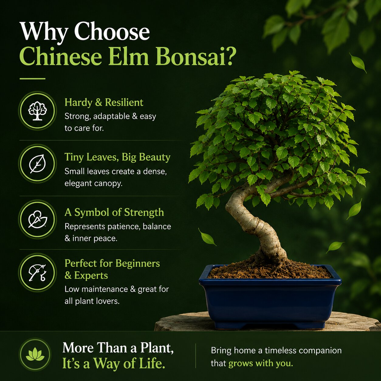 Chinese Elm Outdoor Bonsai Tree 4 Years 30cm