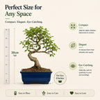 Chinese Elm Outdoor Bonsai Tree 4 Years 30cm