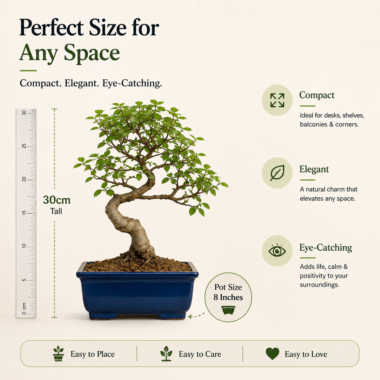 Chinese Elm Outdoor Bonsai Tree 4 Years 30cm