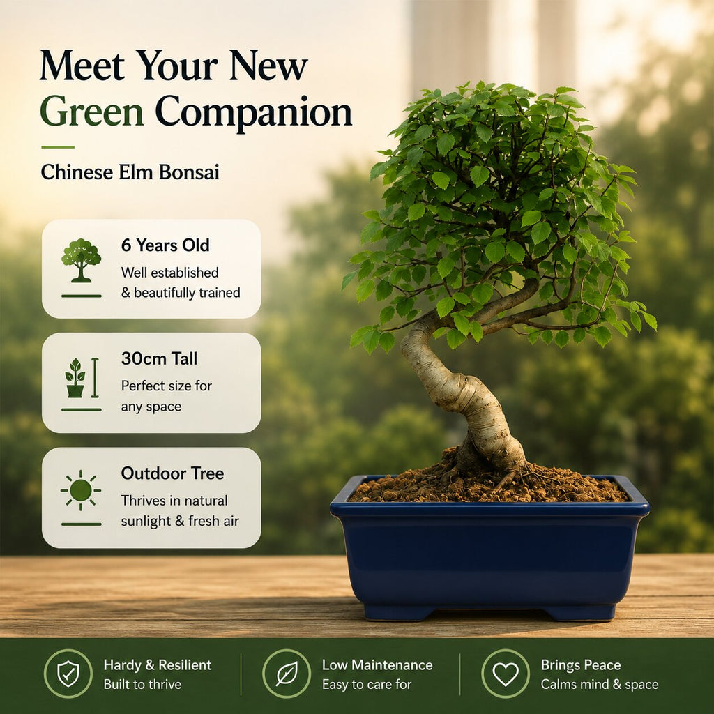 Chinese Elm Outdoor Bonsai Tree 4 Years 30cm