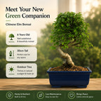 Chinese Elm Outdoor Bonsai Tree 4 Years 30cm