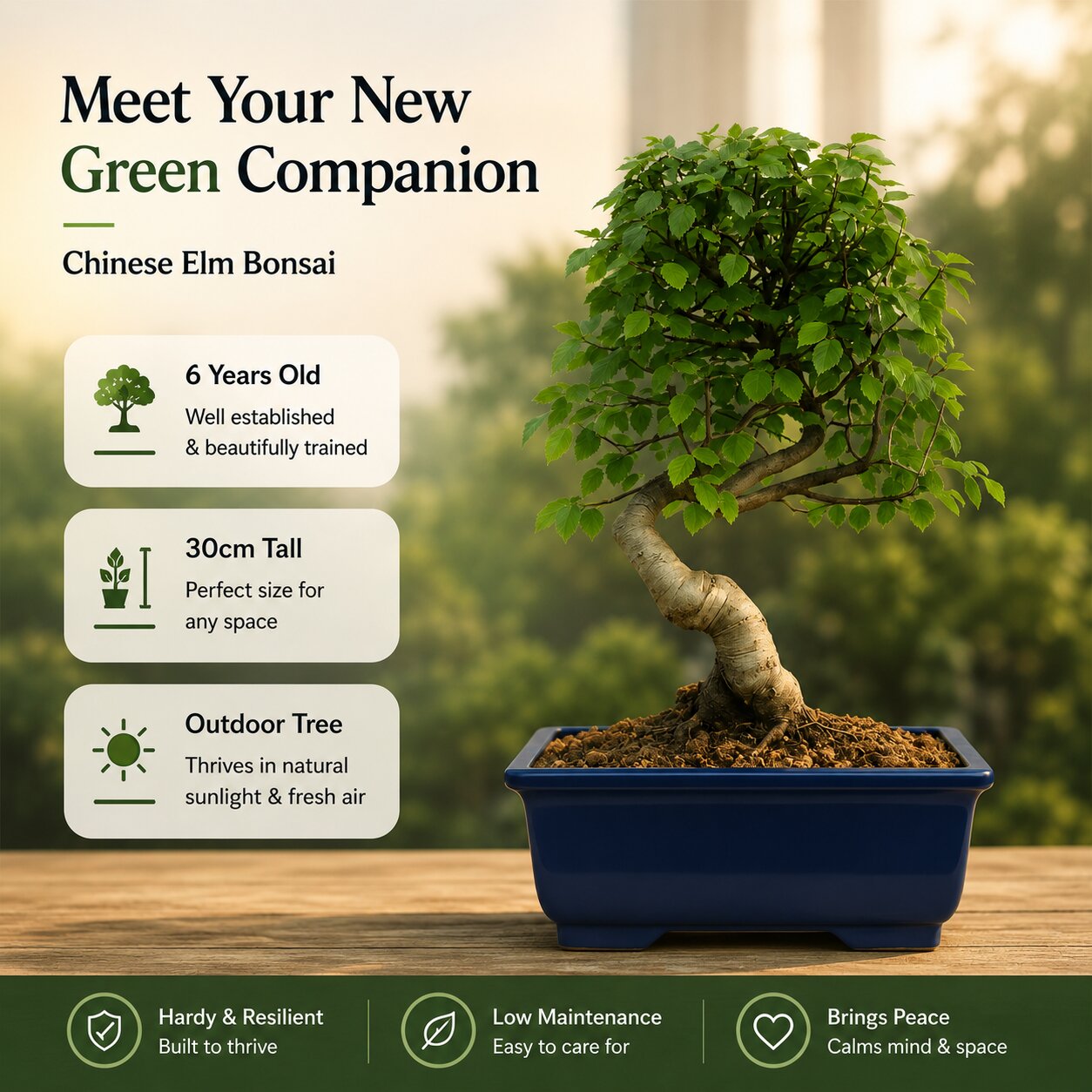 Chinese Elm Outdoor Bonsai Tree 4 Years 30cm